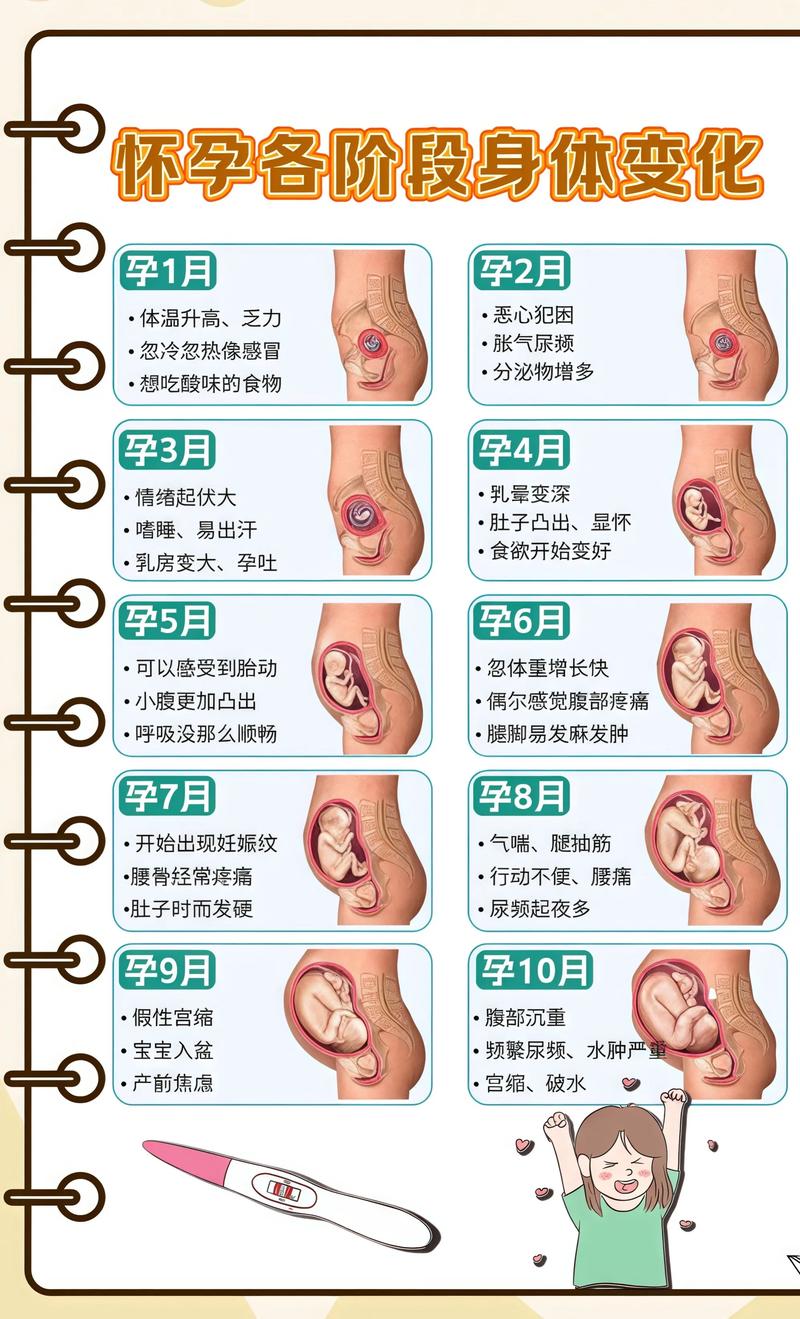 揭秘供卵代孕妈妈怀孕小腹分两节,孕期变化的奥秘廊坊代生机构: